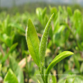 Organic Certified Fujian Maojian Green Tea